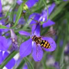 Blau mit Besucher