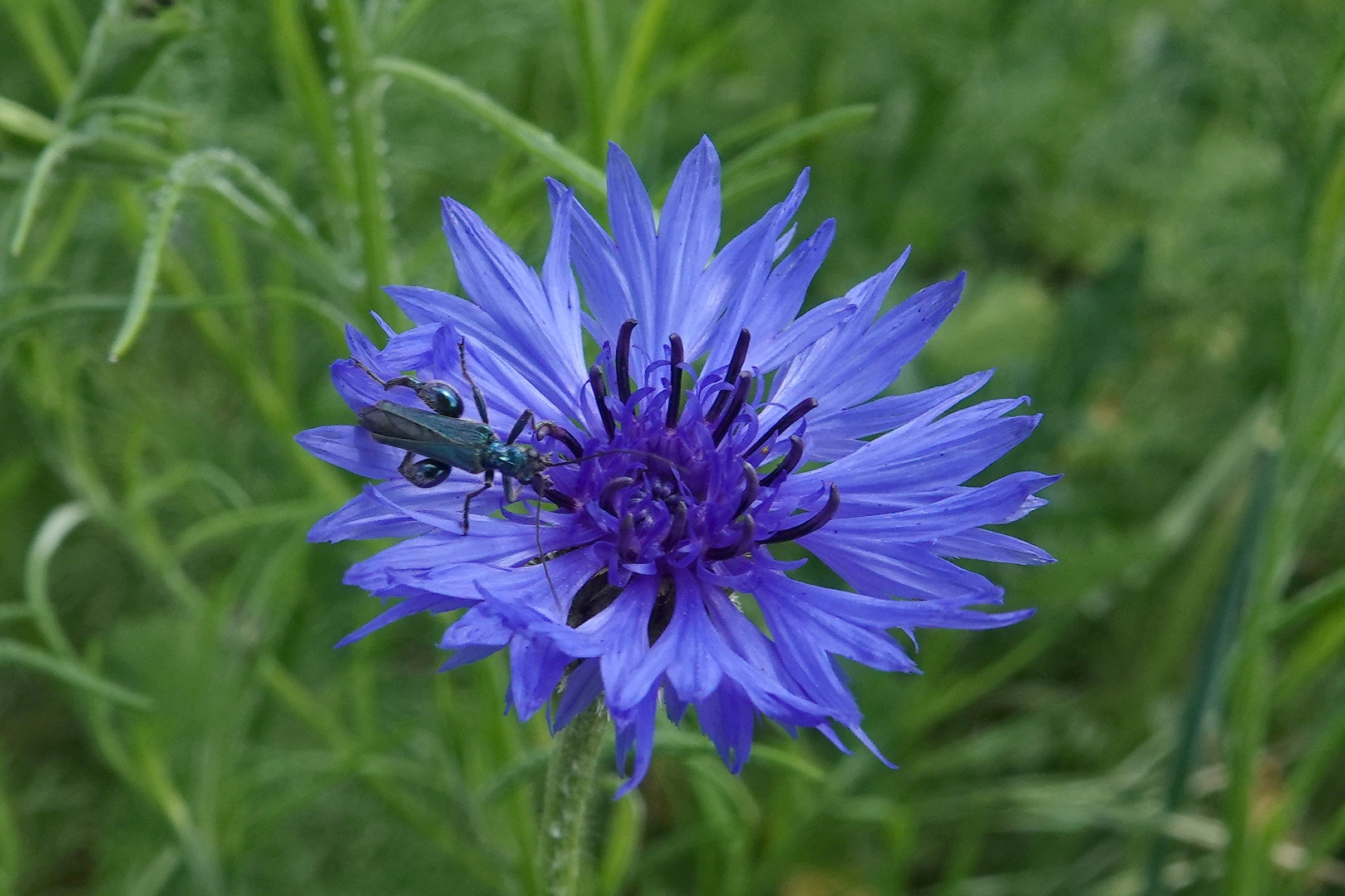 Blau mit einem Schuss Grün