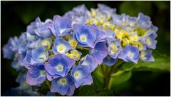 blau mit gelb