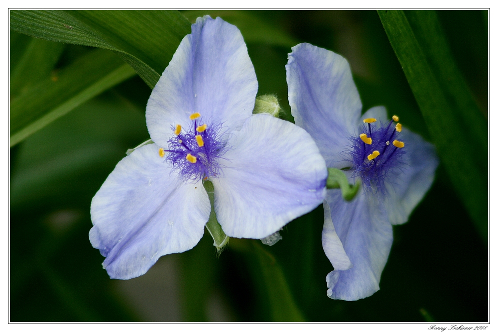 Blau mit gelben Punkten