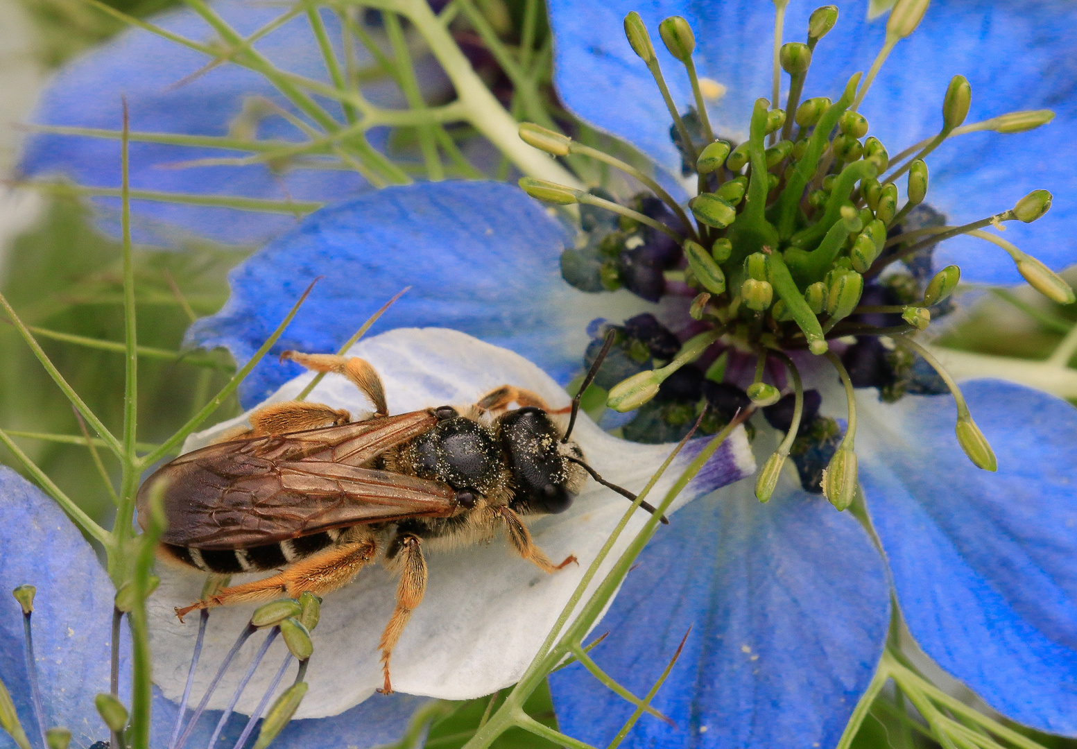 Blau mit Gewöhnlicher Furchenbiene