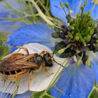 Blau mit Gewöhnlicher Furchenbiene