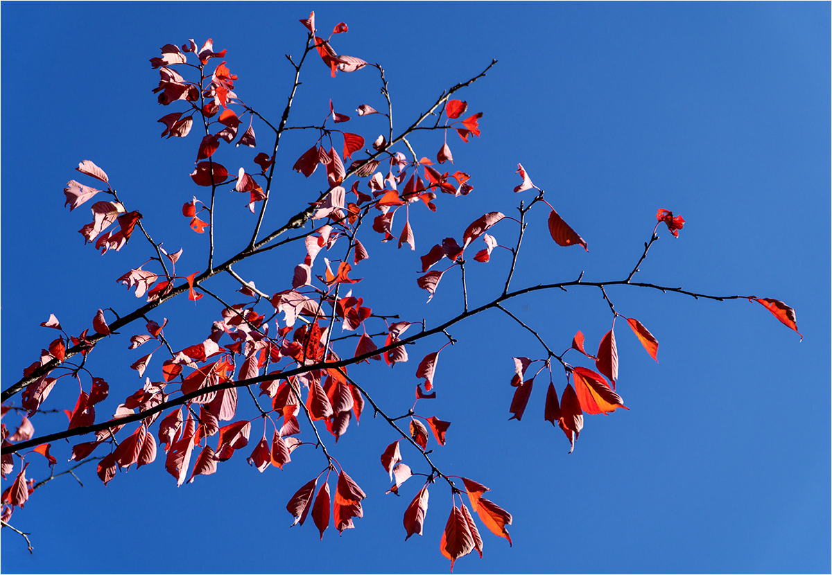 Blau mit roten Farbtupfern