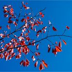 Blau mit roten Farbtupfern