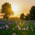 Blau-Mohn-Feld