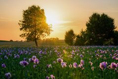 Blau-Mohn-Feld