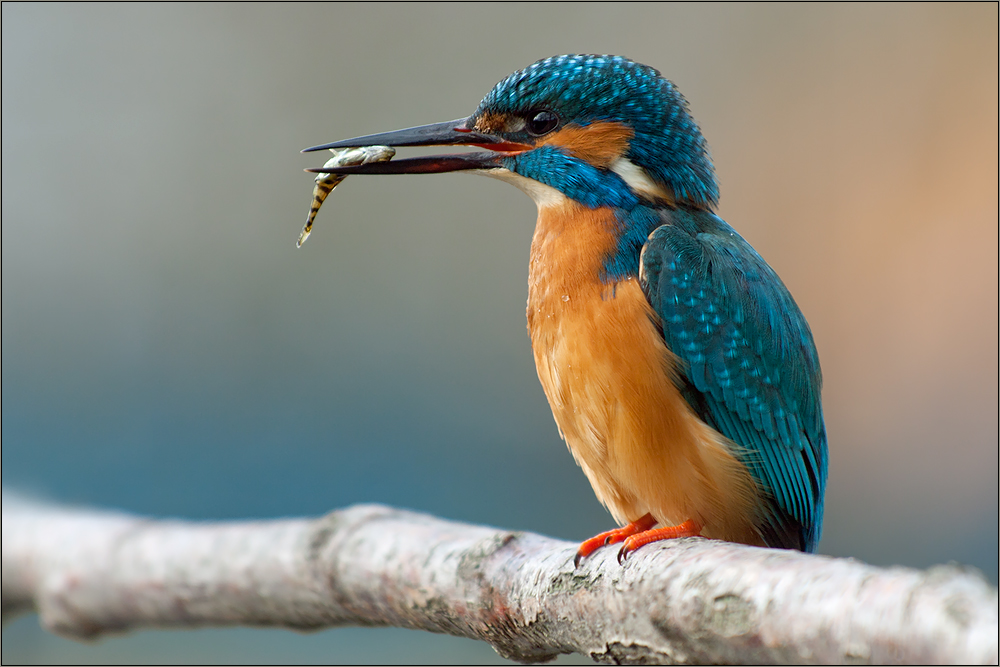 Blau Orange Foto Bild Tiere Wildlife Wild Lebende Vogel Bilder Auf Fotocommunity