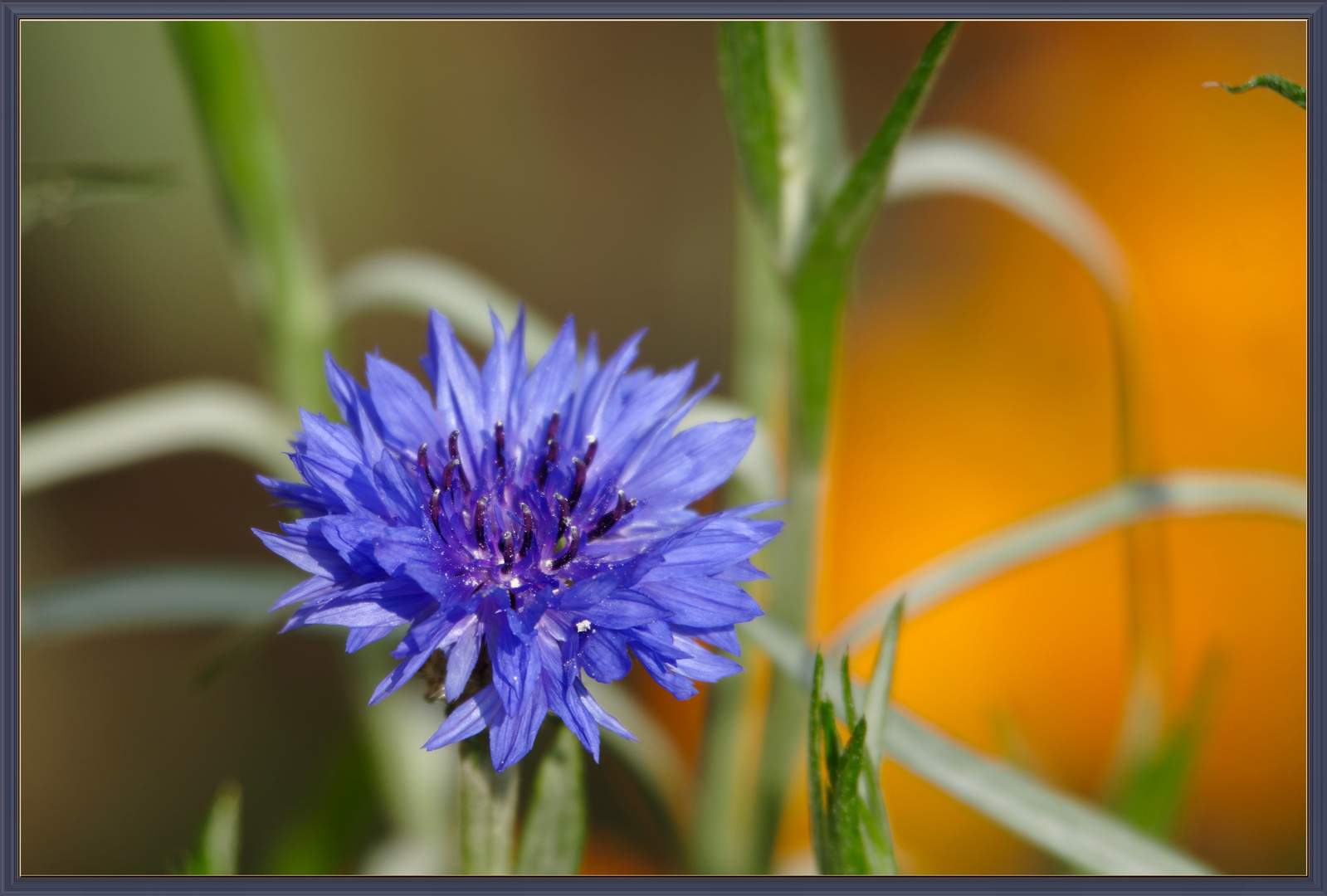 Blau Orange