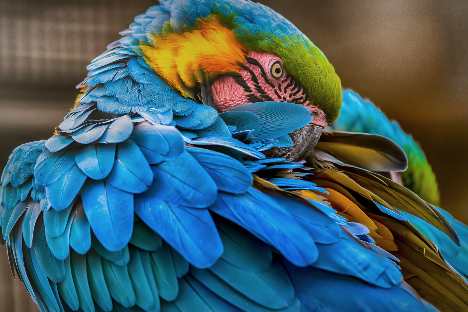 Blau-Papagei 