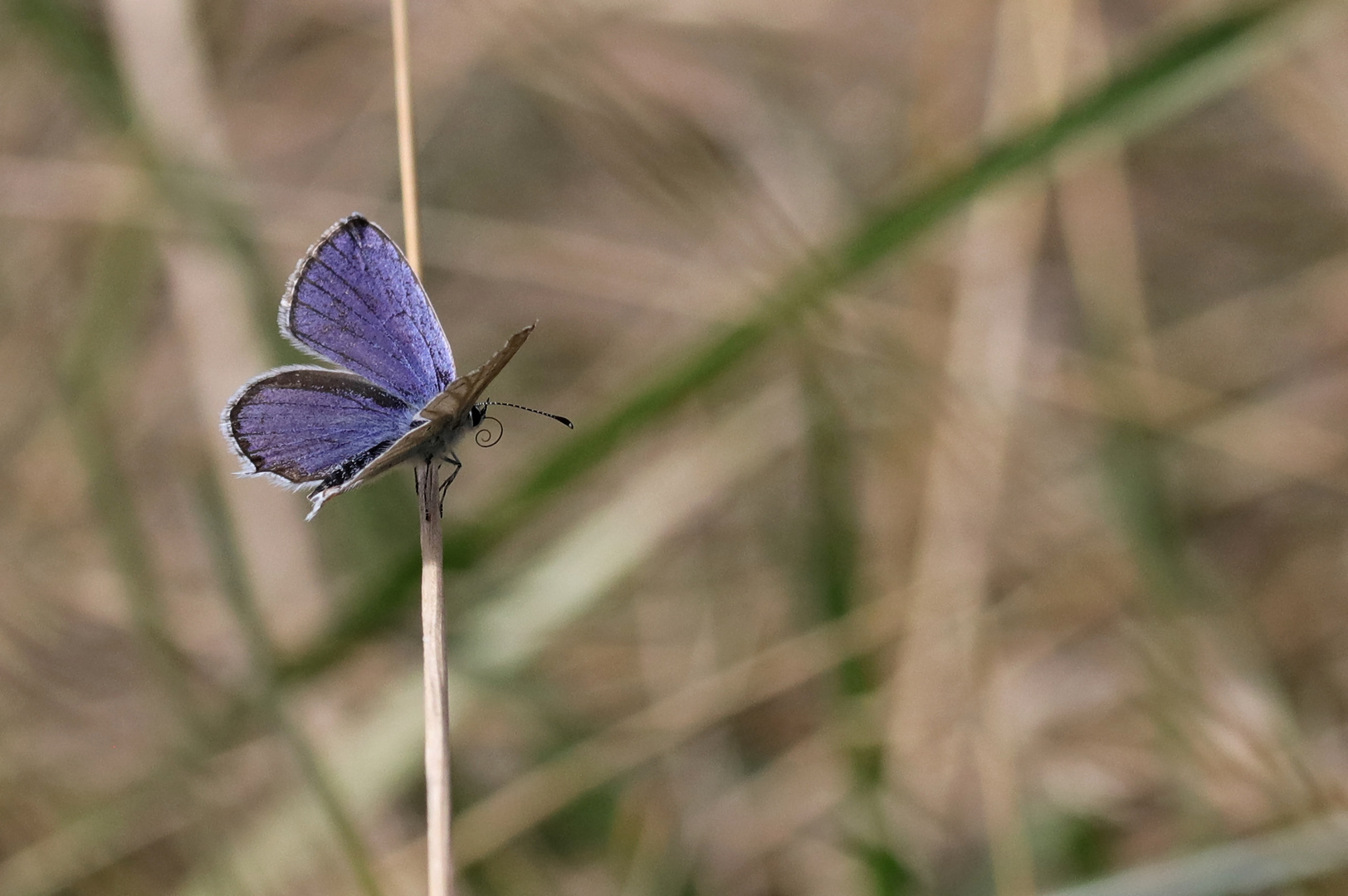 Blau-Pause