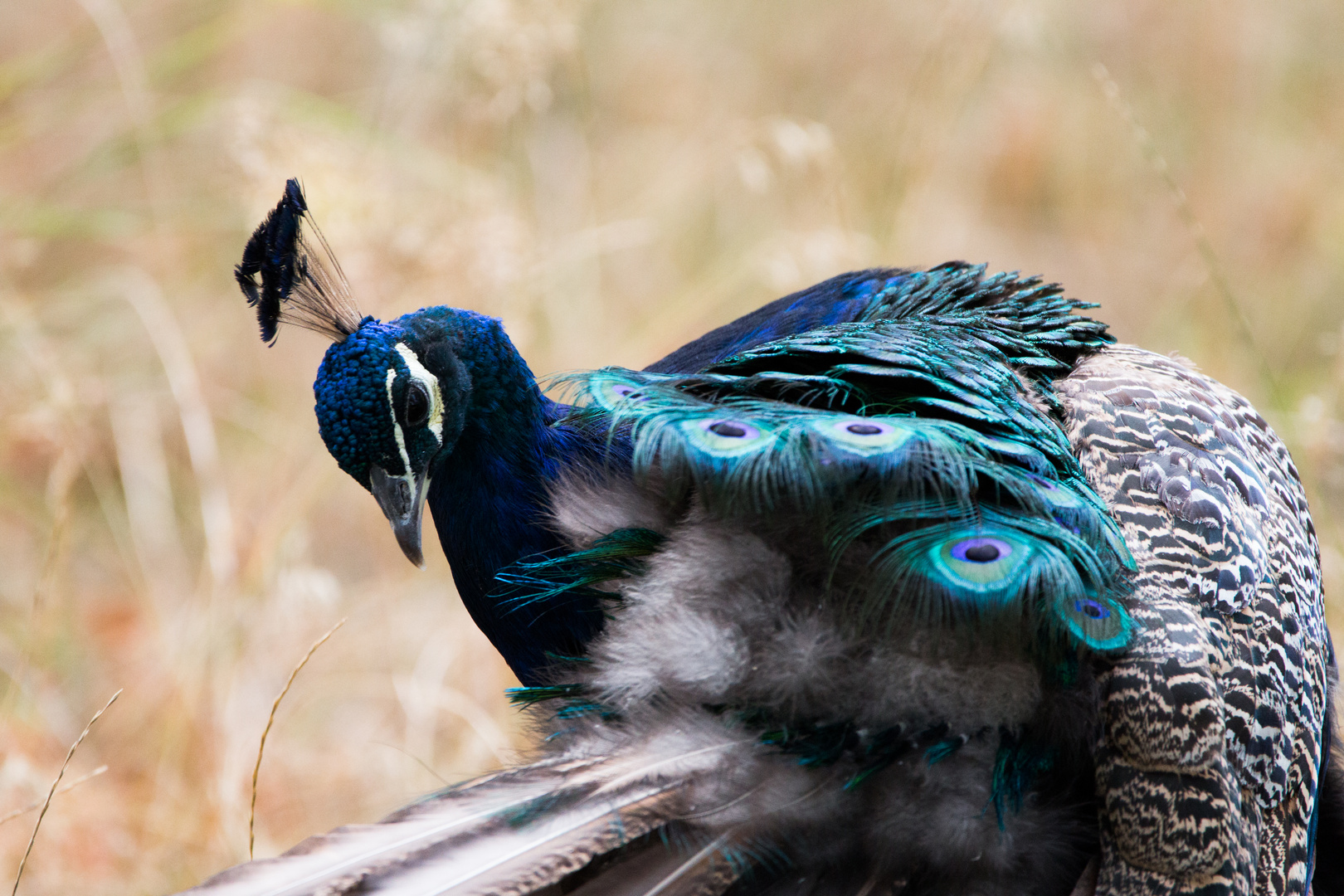 Blau-Pfau