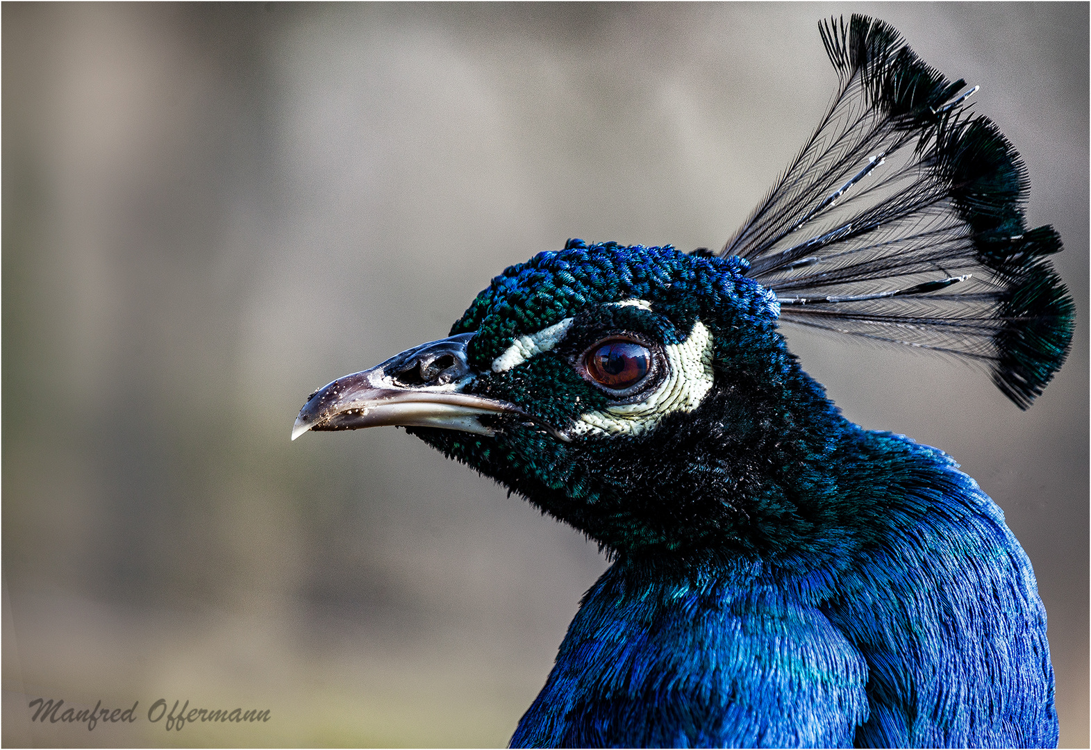 Blau Pfau 