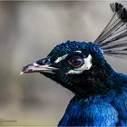 Blau Pfau 