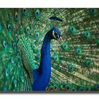 Blau-Pfau_OK_4S39447r_1200