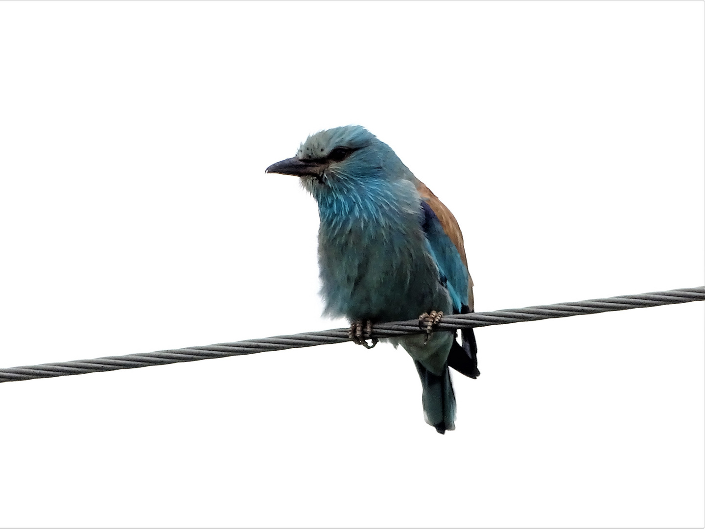 Blau Racke auf dem Ansitz 