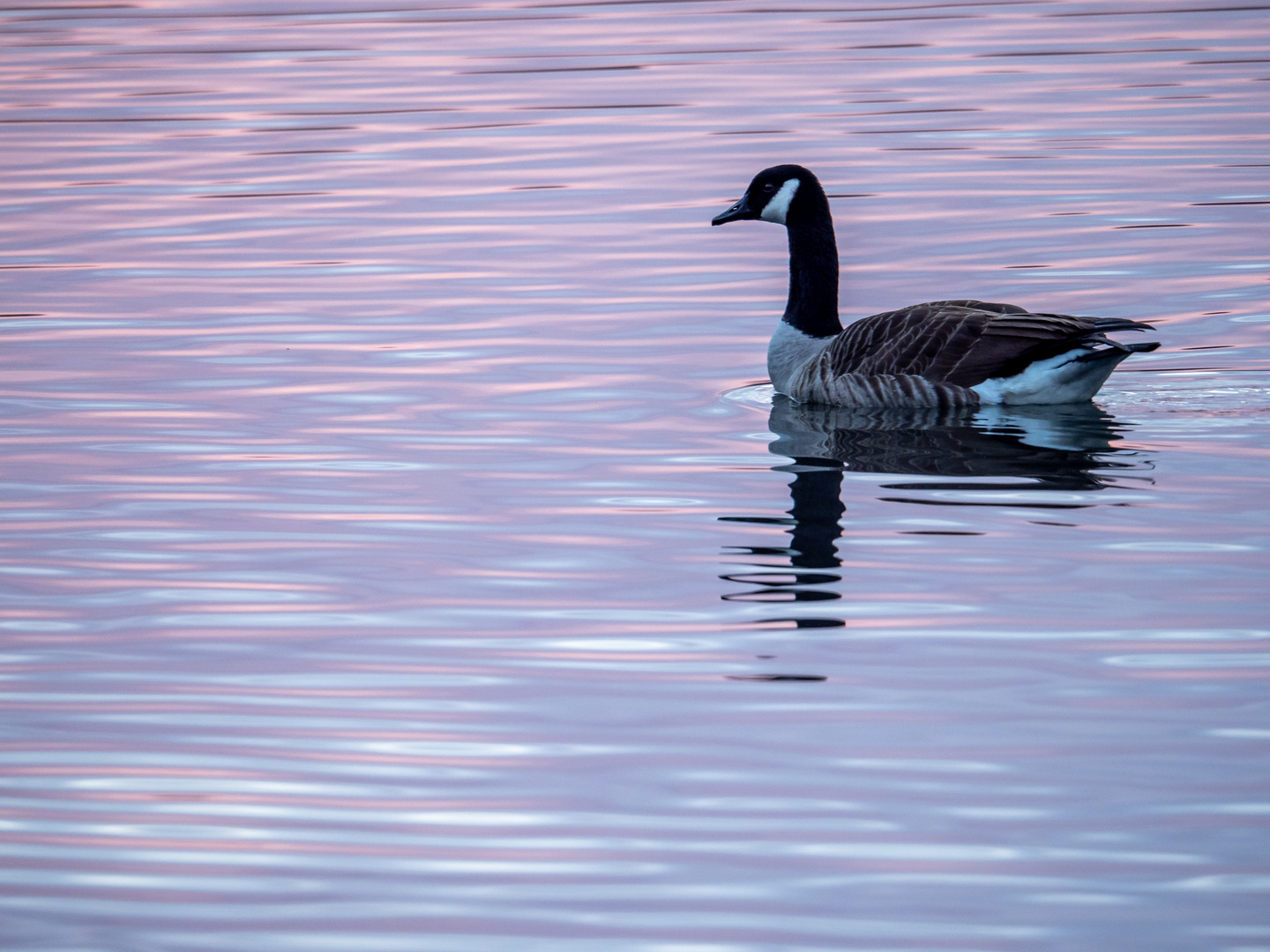 Blau-rosa Morgenstimmung ...