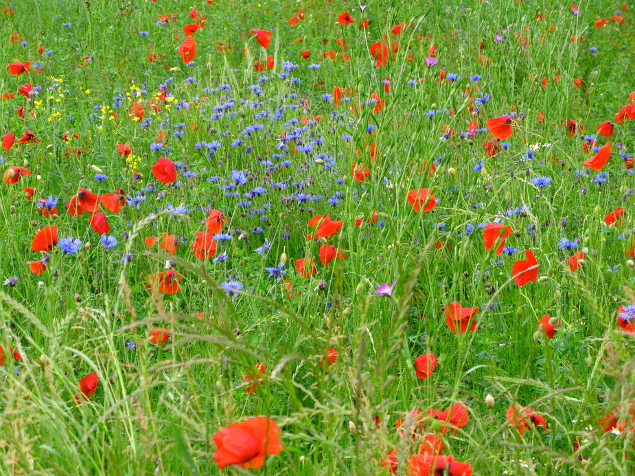 blau rot gelb grün