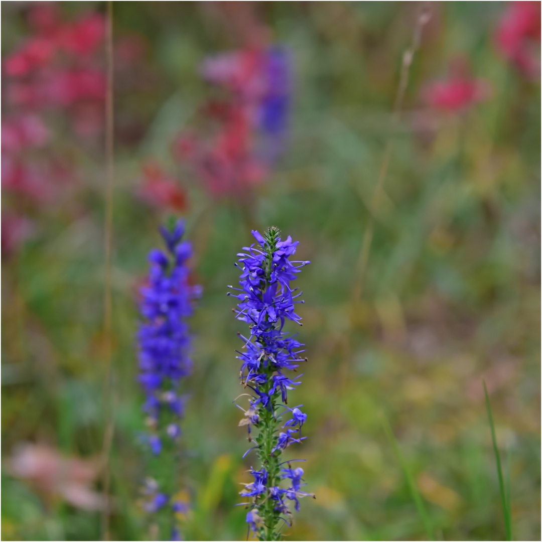 blau - rot - grün