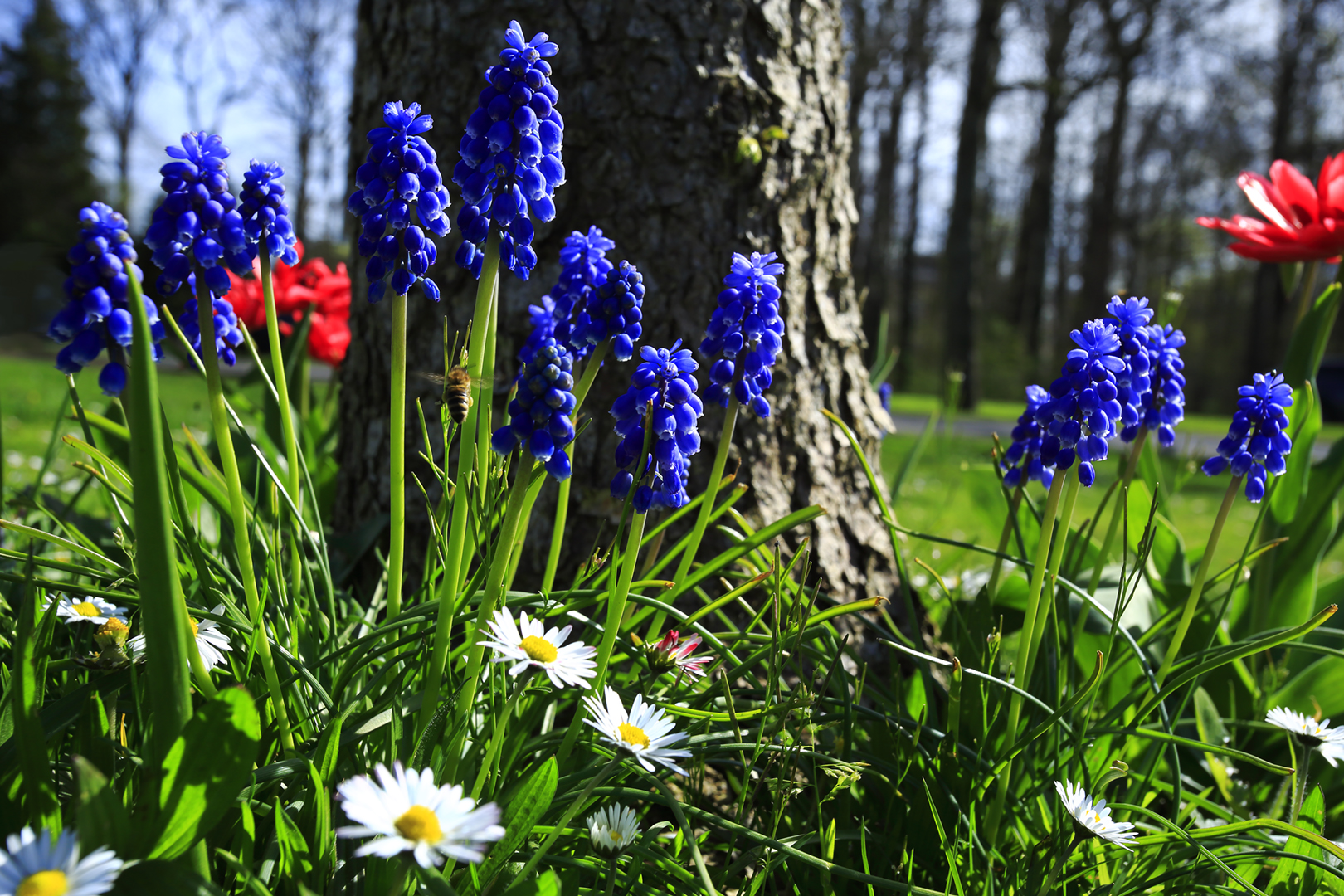 Blau rot und weiss