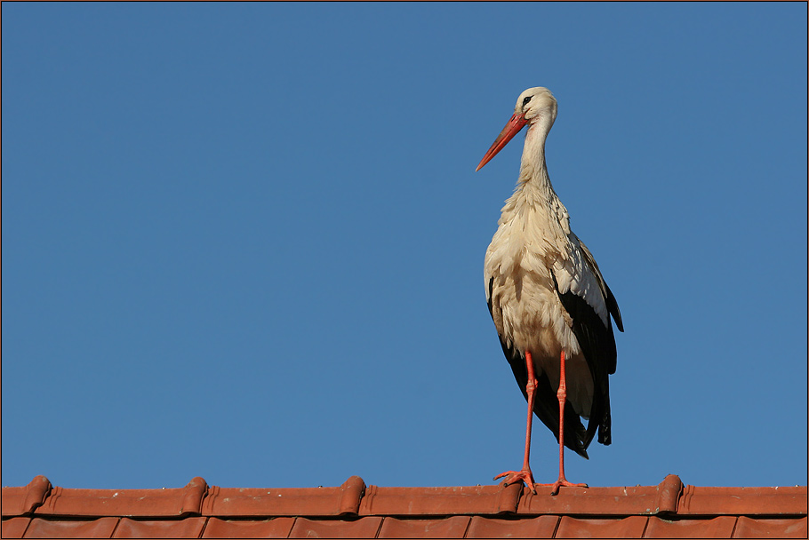 blau-rot-weiss