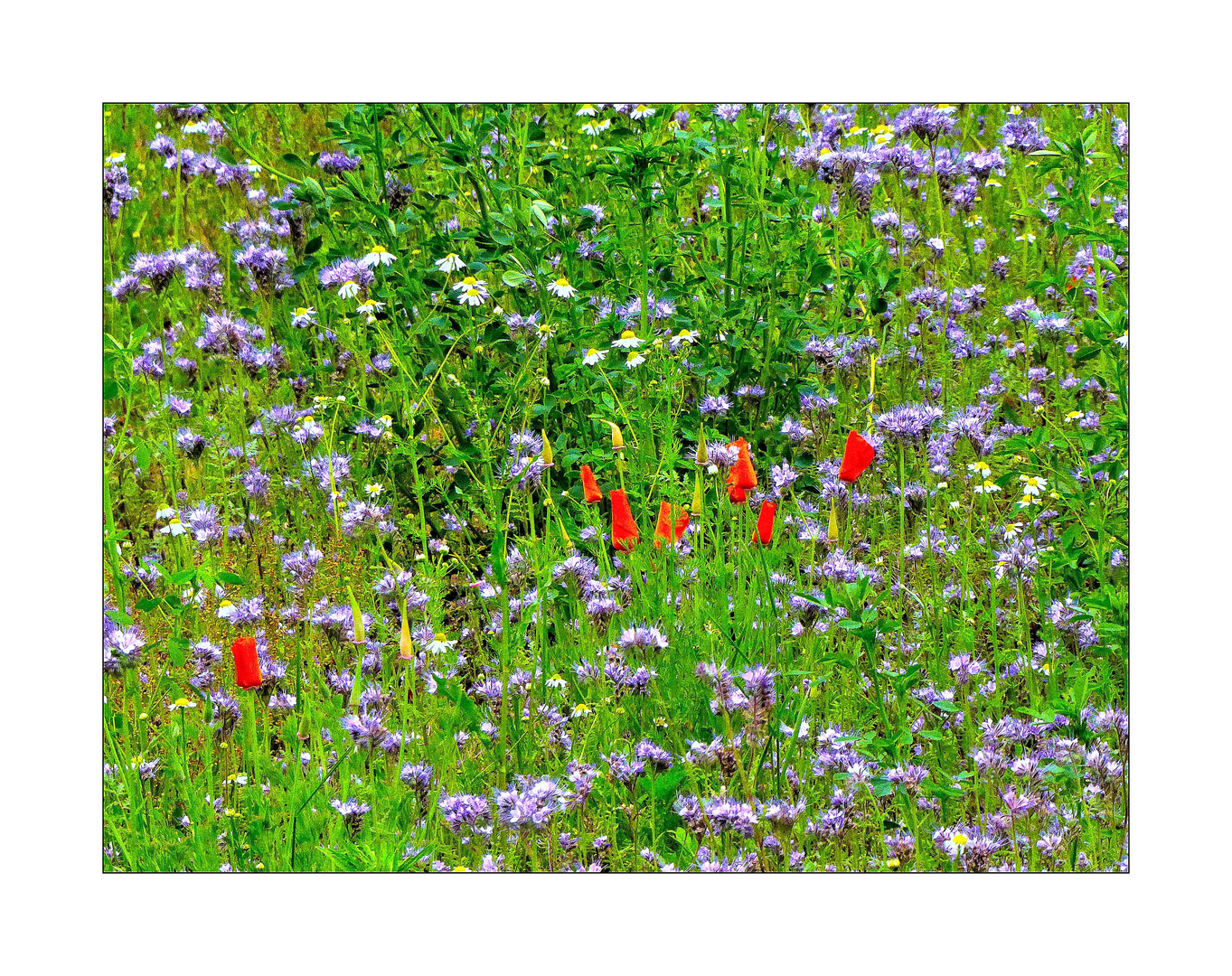 Blau-rote Blumenwiese