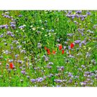 Blau-rote Blumenwiese