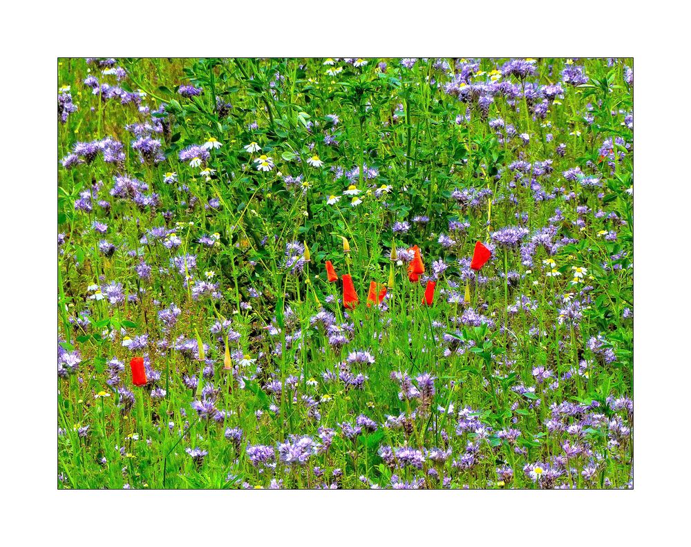 Blau-rote Blumenwiese Foto & Bild | natur, landschaft, pflanzen Bilder