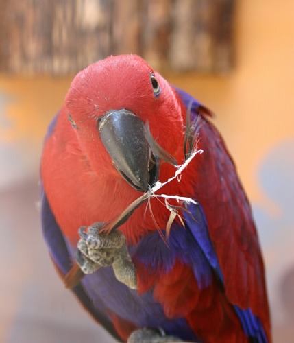 Blau-roter Papagei