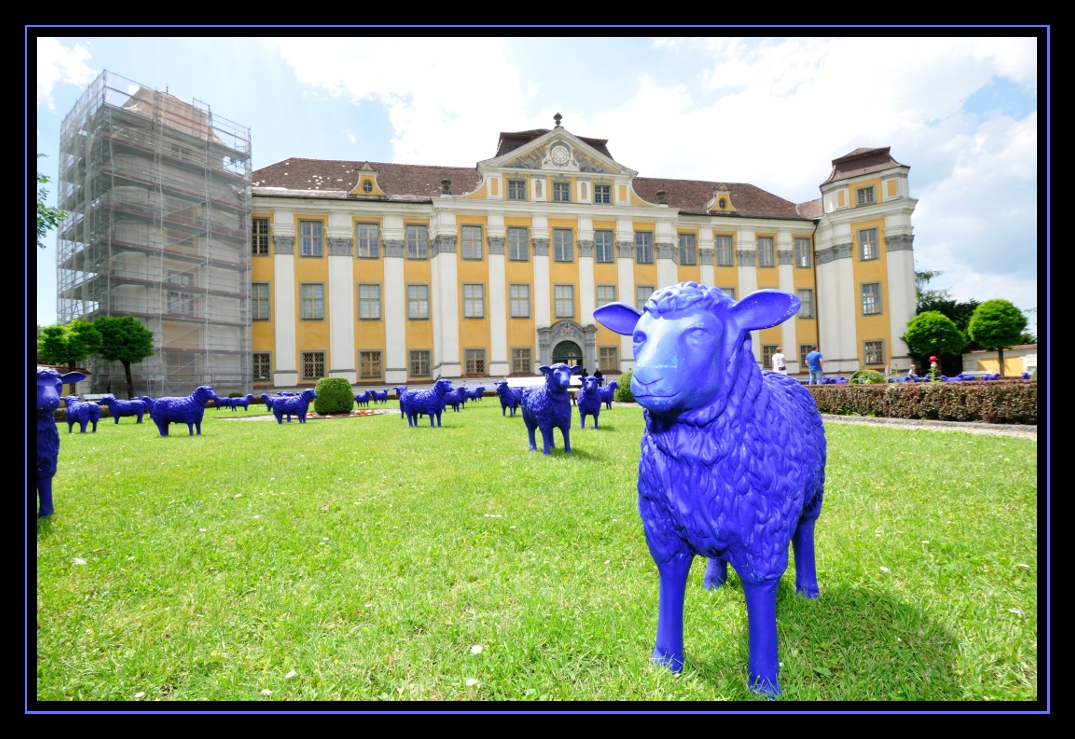 Blau Schaf invasion in Tettnang