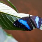 blau schillernder Schmetterling