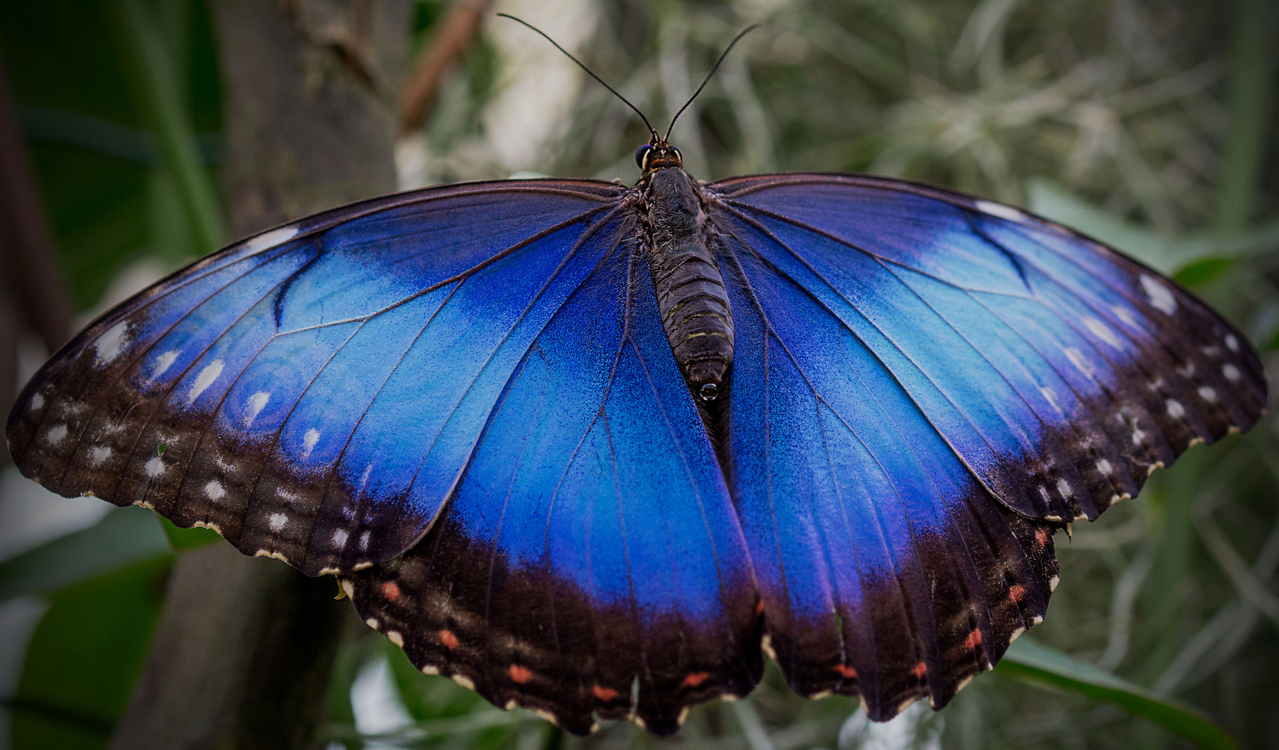 Blau Schmetterling