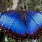 Blau Schmetterling