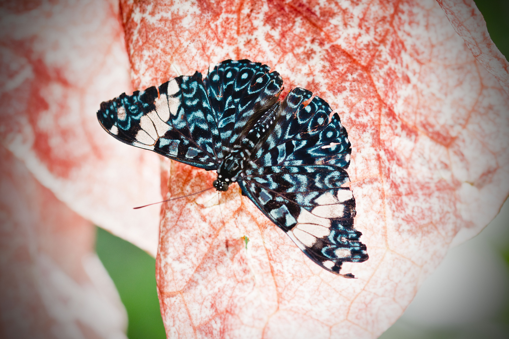 Blau Schmetterling