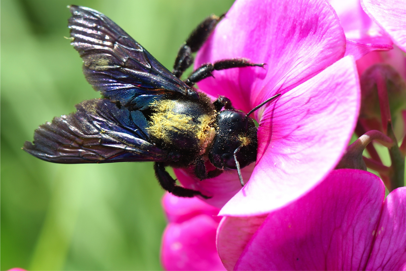 Blau-Schwarze Holzbiene