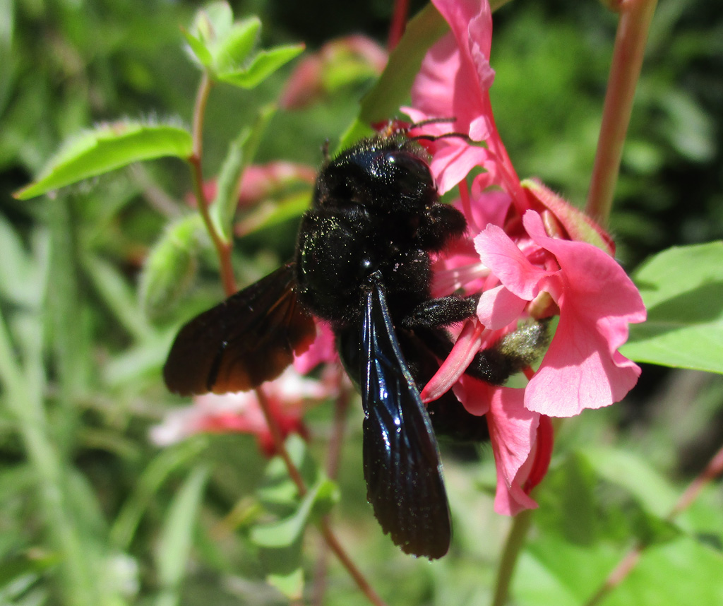 blau schwarze Holzbiene 