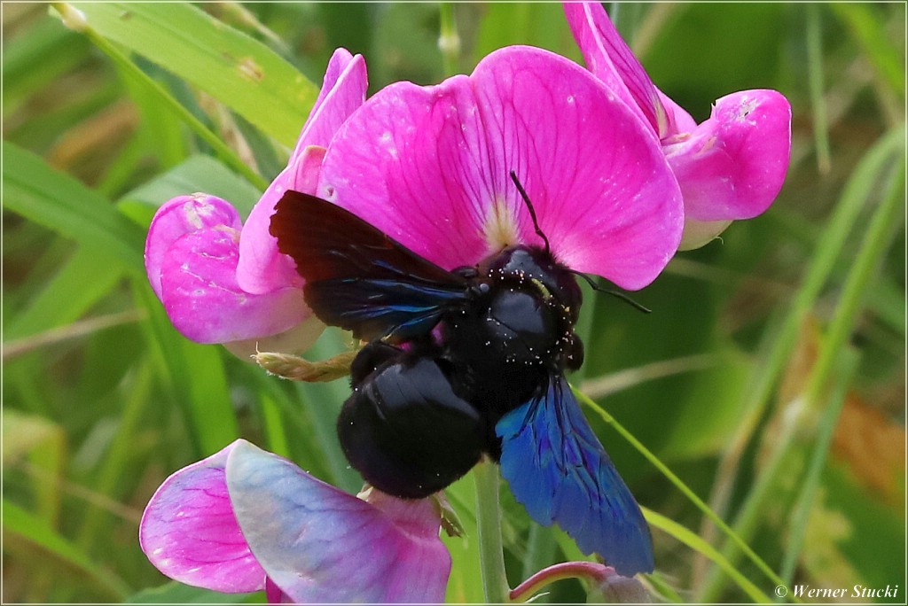 BLAU-SCHWARZE-HOLZBIENE