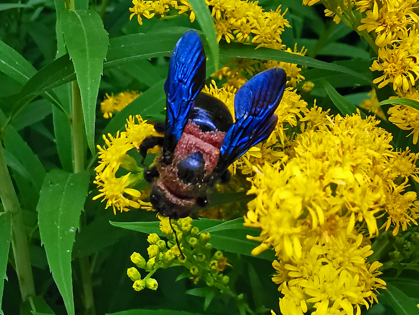 Blau-schwarze Holzbiene