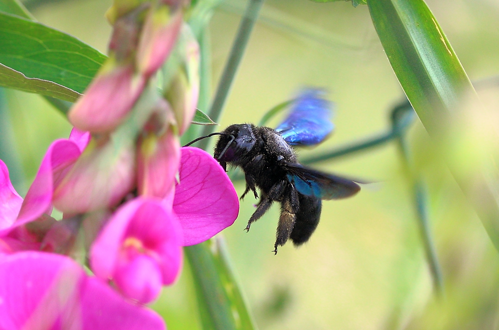 Blau-schwarze Holzbiene im Anflug