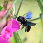 Blau-schwarze Holzbiene im Anflug