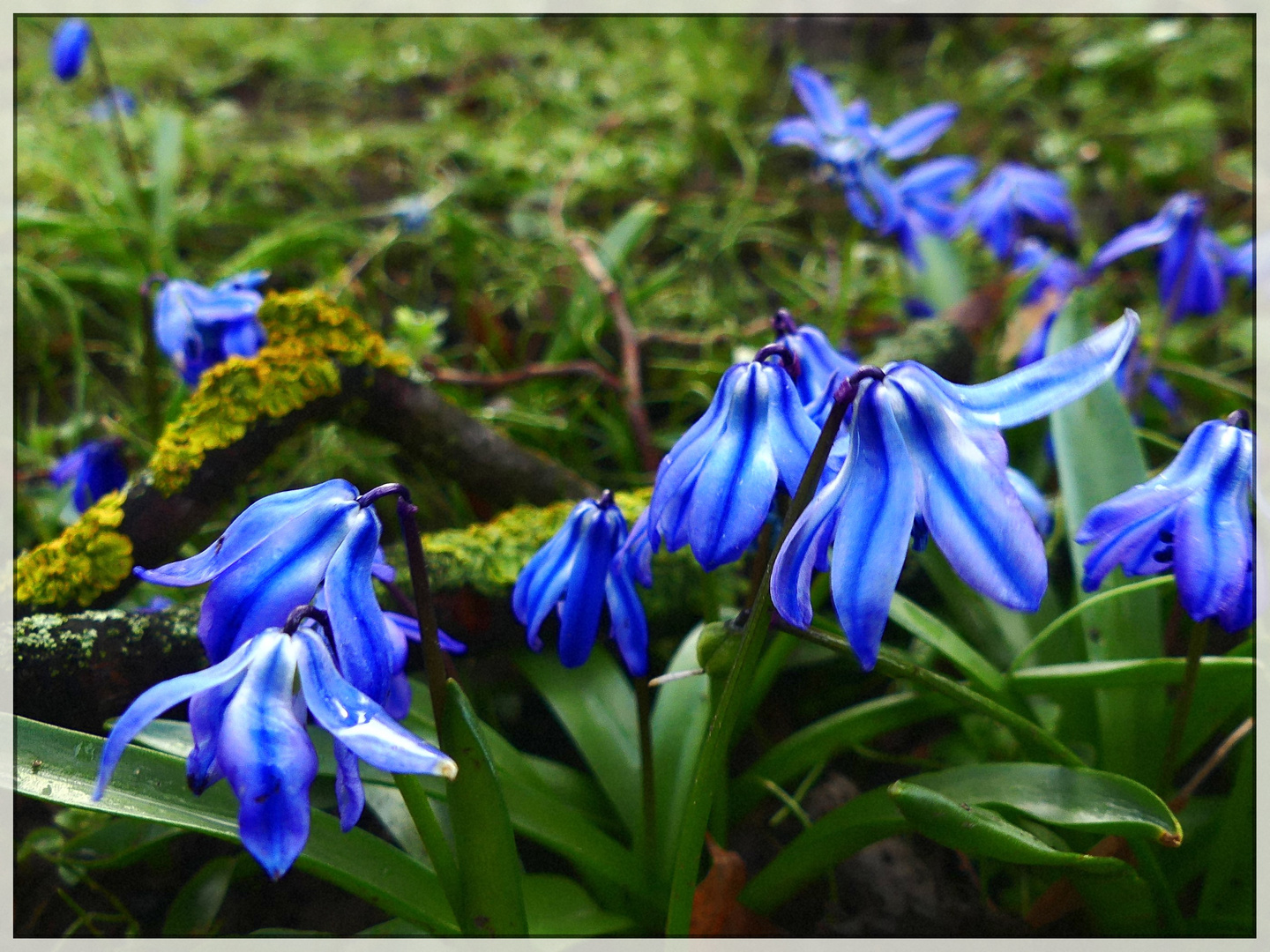 Blau setzt sich durch