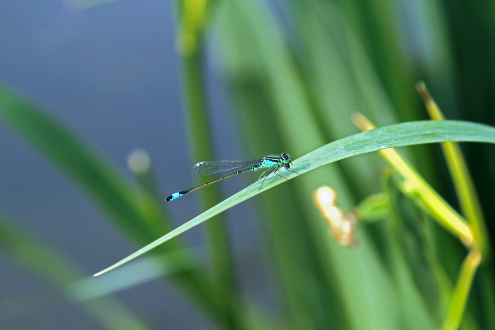 Blau trifft Grün