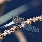 Blau über Blau