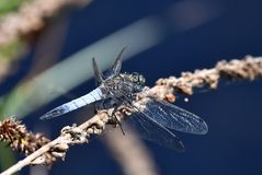 Blau über Blau