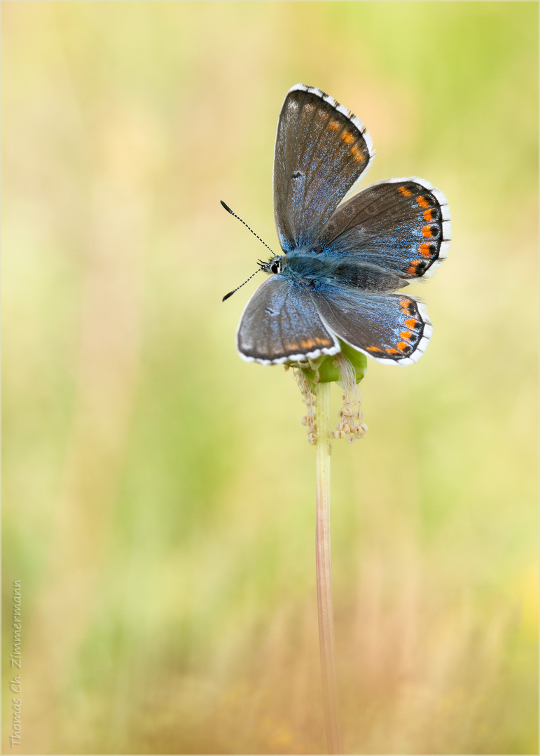 blau übergossen