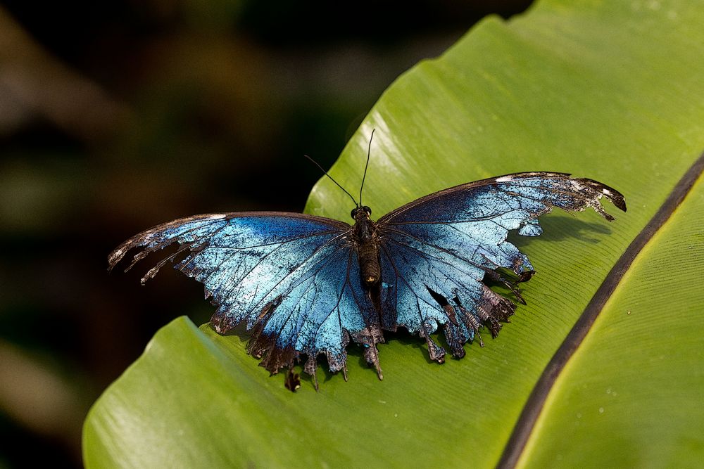 Blau und ausgefranst