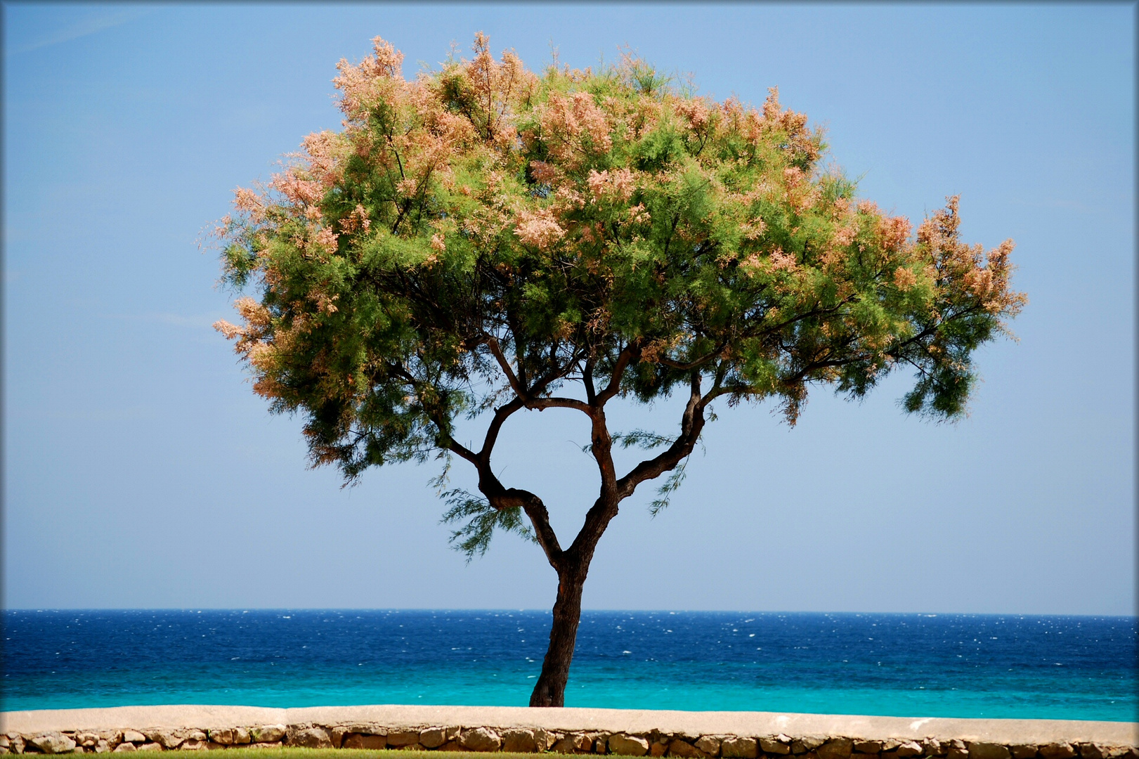 Blau und Baum