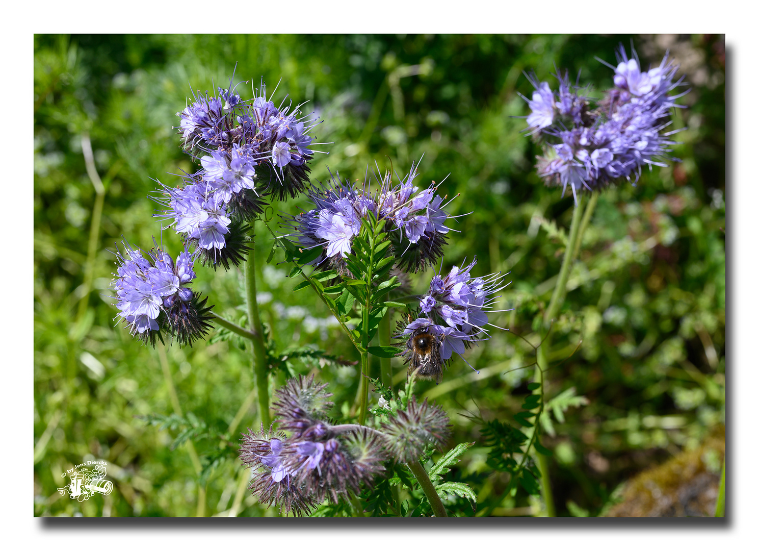 Blau und bei Insekten beliebt