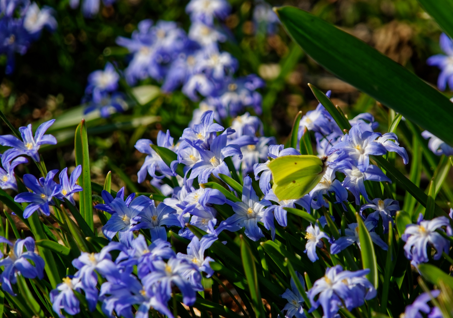 Blau und gelb