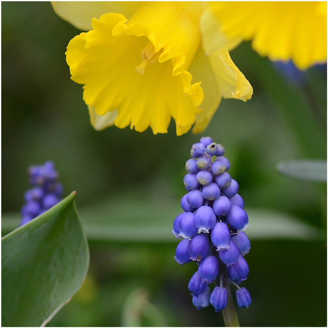 blau und gelb