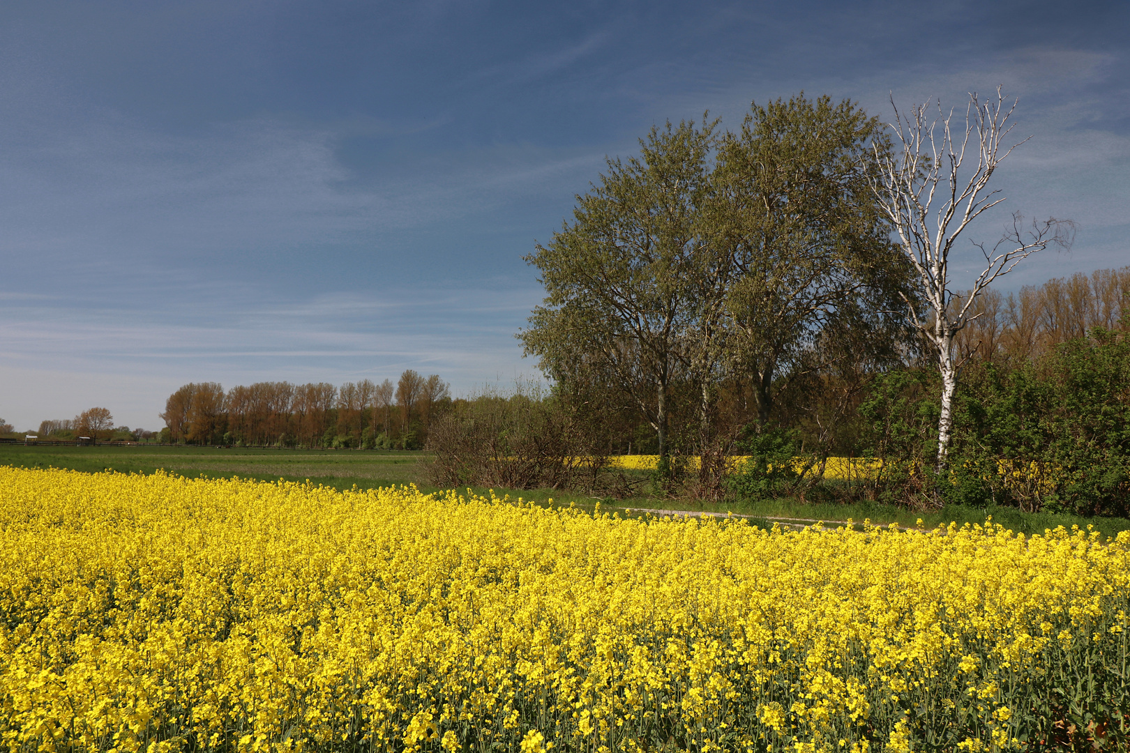 Blau und Gelb